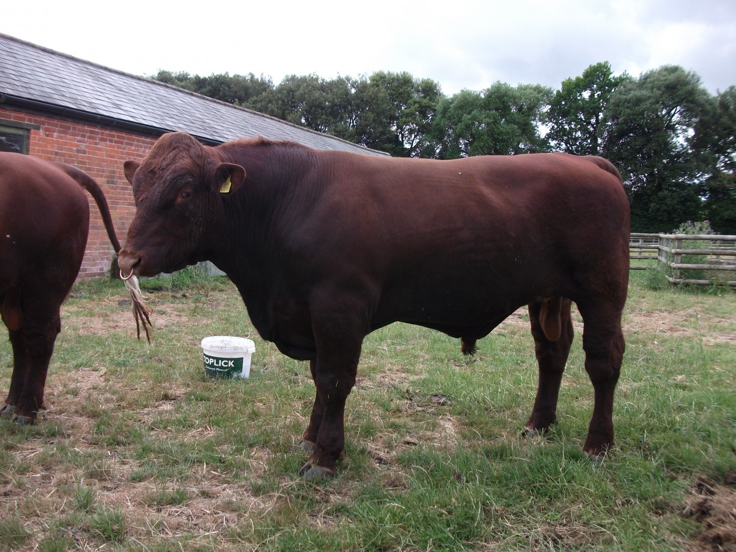 Beef Shorthorn Pedigree Bulls for Sale Home Farm Hursley